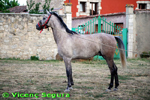 ampliar